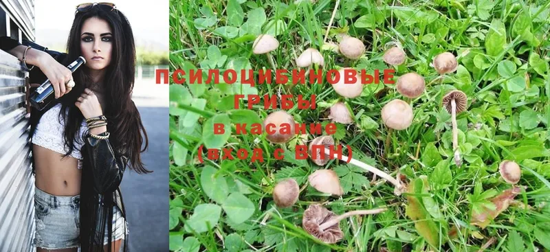 Псилоцибиновые грибы Psilocybine cubensis  дарнет шоп  Саров 